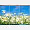 Designart - White Daisies under Bright Blue Sky - Floral Canvas Art Print